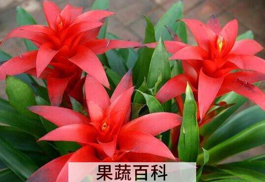 鸿运当头浇水的正确方法