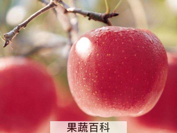 带你见识水果之王 苹果的营养价值