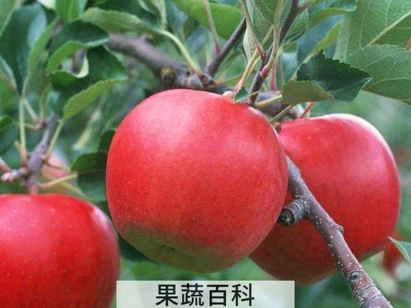 带你见识水果之王 苹果的营养价值
