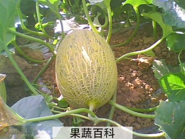 哈密瓜是什么季节的水果 七至九月份成年