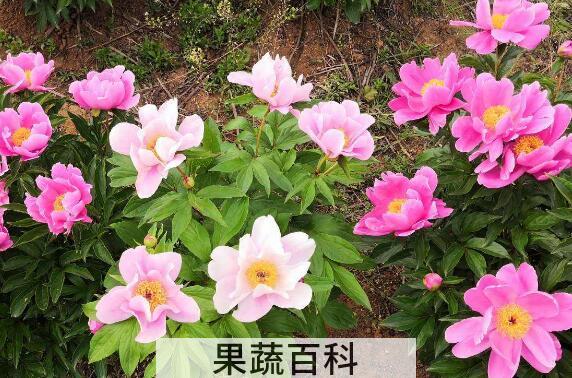 芍药花粉的功效与作用 芍药花粉能吃吗