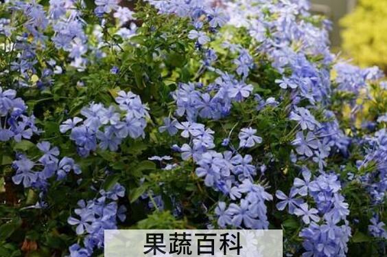 蓝雪花的养殖方法和注意事项有哪些