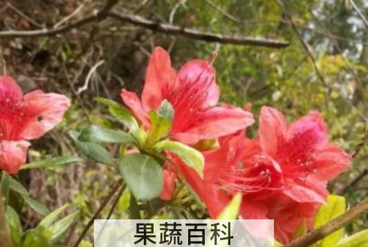 映山红泡水起什么作用