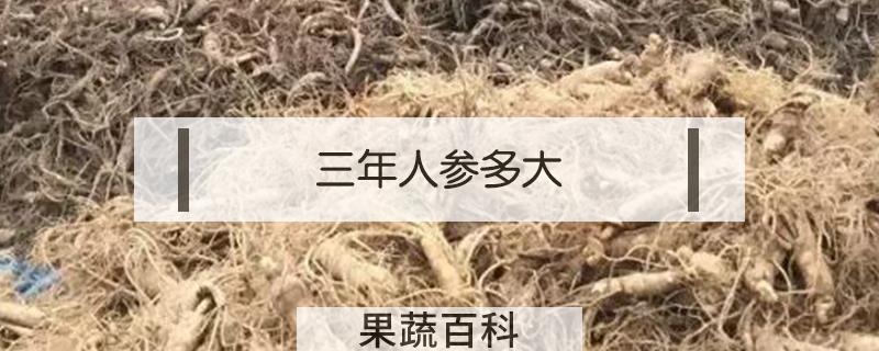 三年人参多大