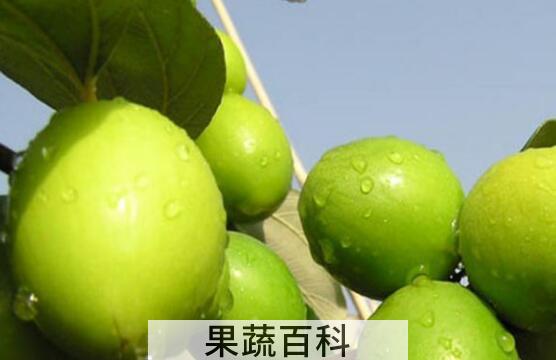台湾冬枣的营养功效与作用