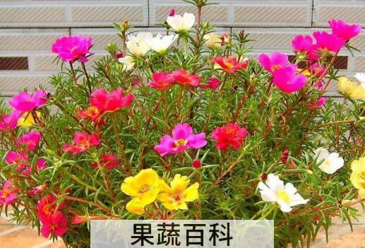 太阳花的种植方法和注意事项