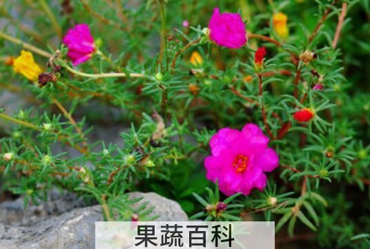 太阳花的种植方法和注意事项