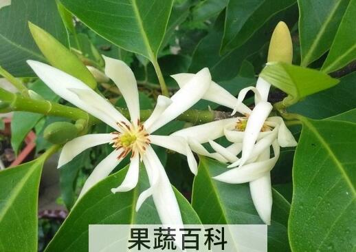 白兰花的养殖方法和注意事项有哪些
