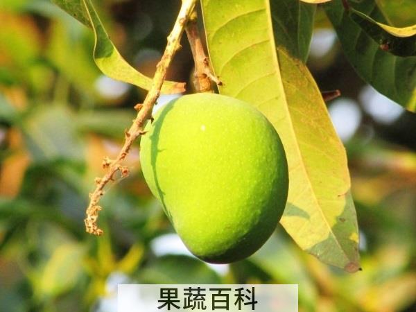 吃起来小资白领们超爱 吃芒果的好处和坏处