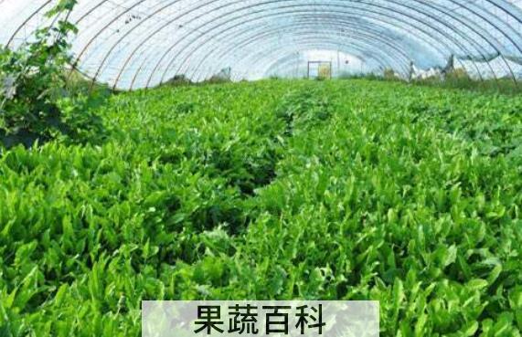 春天种植什么蔬菜好 适合春天种植的蔬菜有哪些