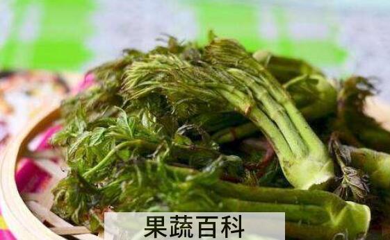 刺老芽的食用方法和功效