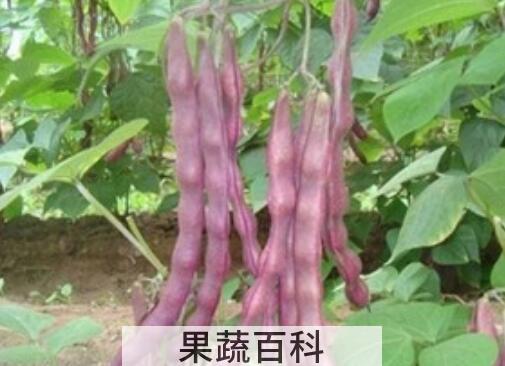 紫皮芸豆的功效与作用