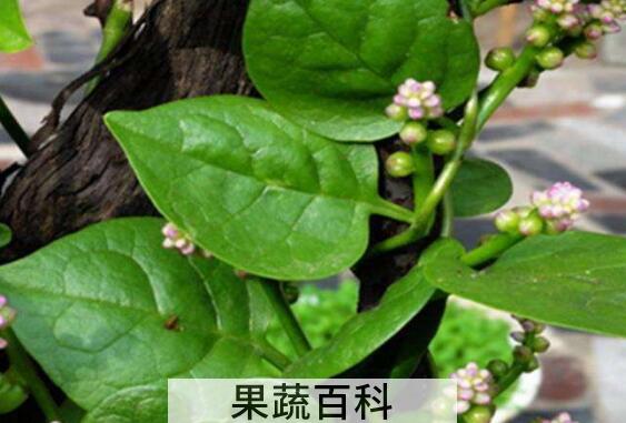 红藤菜的功效与作用 红藤菜怎么做好吃