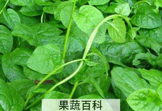 红藤菜的功效与作用 红藤菜怎么做好吃