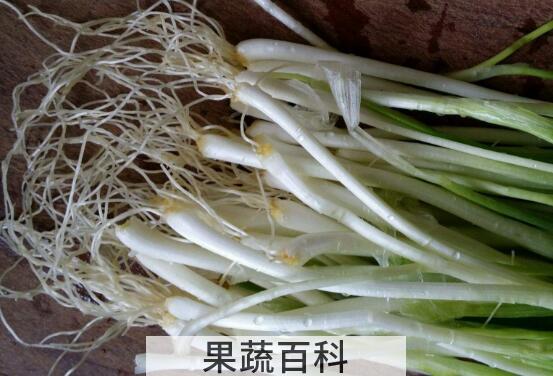 大葱根须的功效和禁忌