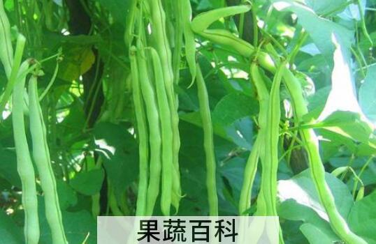芸豆怎么才能开花多 芸豆开花期管理