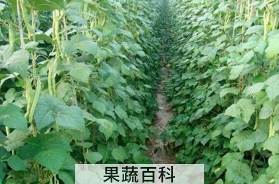 芸豆怎么才能开花多 芸豆开花期管理