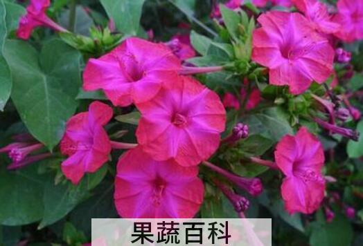 紫茉莉的药用功效和作用