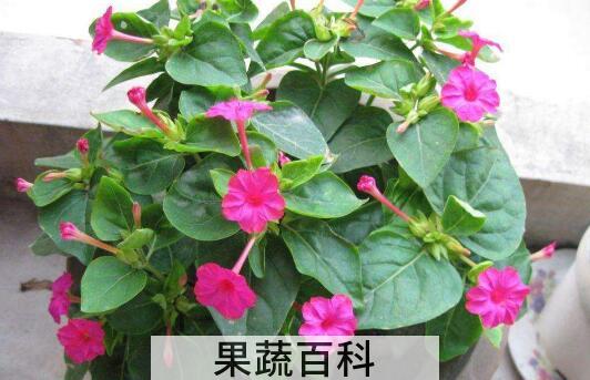 紫茉莉的药用功效和作用