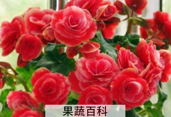 丽格海棠花的养殖方法和注意事项有哪些