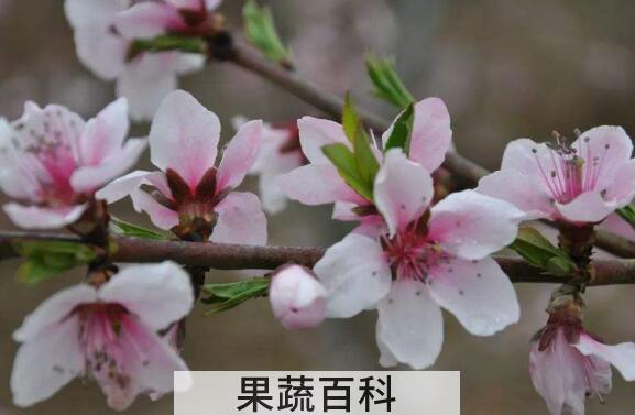 桃花粉的功效与作用 桃花粉喝后的副作用
