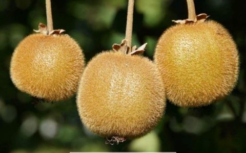 汁酒冰沙拉任君选 猕猴桃的吃法推荐