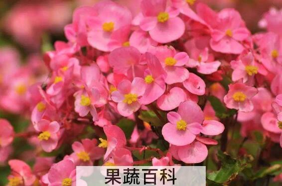 四季海棠花的养殖方法和注意事项有哪些