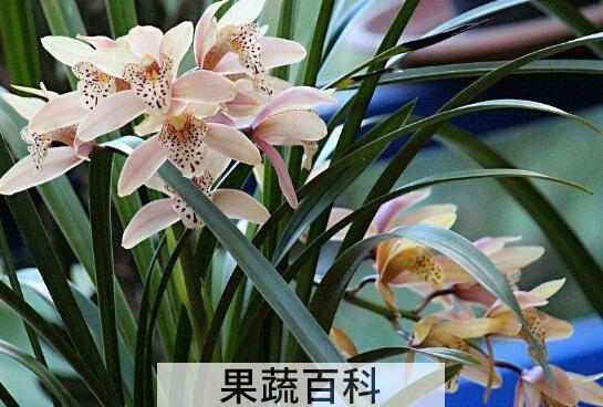 兰花养殖方法和注意事项有哪些