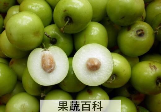 台湾青枣的功效与作用及禁忌