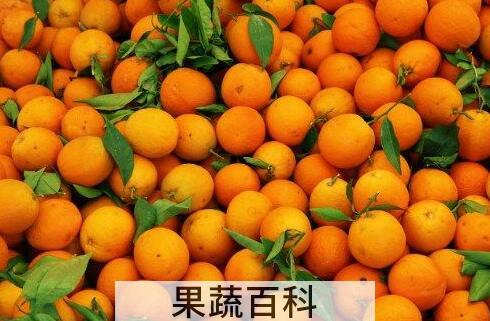 多吃橙子的好处和坏处