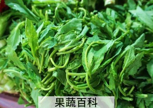 油菜尖的禁忌和功效
