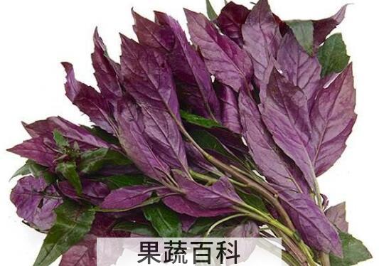 紫木耳菜的功效与作用