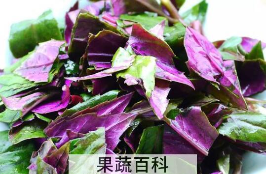 紫木耳菜的功效与作用