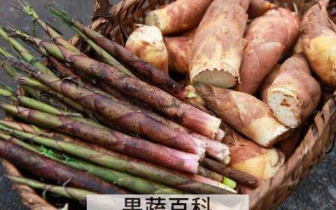 春笋和冬笋的区别是什么