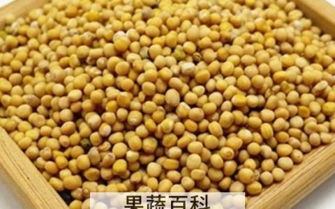 芥末籽怎么吃 芥末籽怎么使用