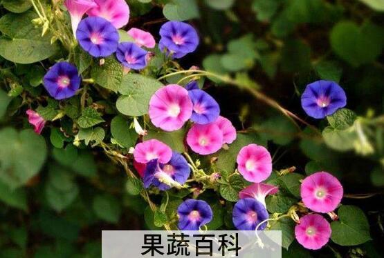 牵牛花的养殖方法和注意事项有哪些