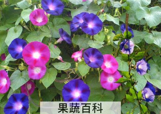 牵牛花的养殖方法和注意事项有哪些