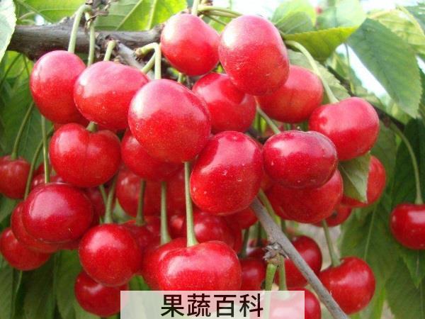 糖尿病患者营养剂 低糖水果排行榜