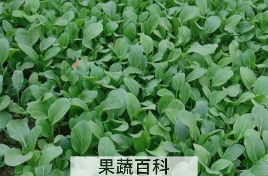 油菜苗的功效与作用