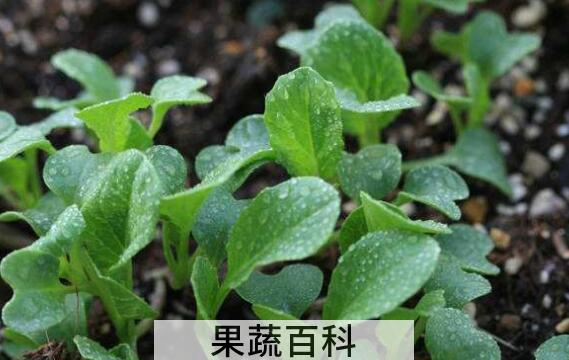 油菜苗的功效与作用