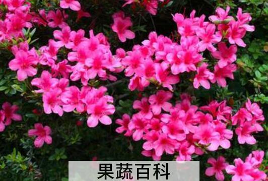 杜鹃花养殖方法和注意事项有哪些