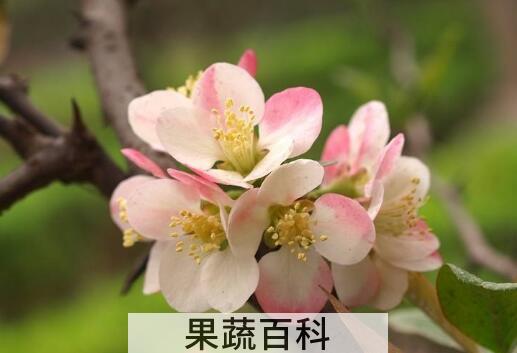 木瓜海棠花的养殖方法和注意事项有哪些