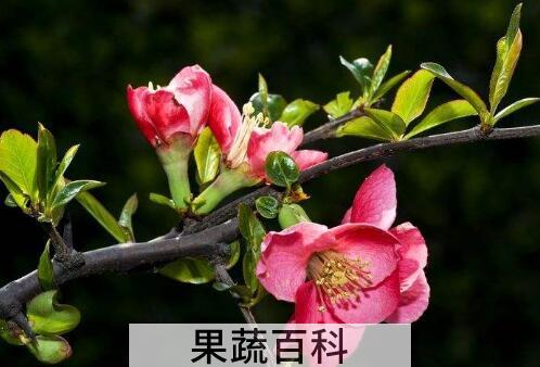 木瓜海棠花的养殖方法和注意事项有哪些