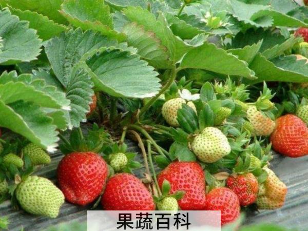维生素C小霸王 吃草莓的好处