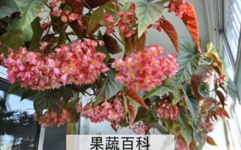 竹节海棠花的养殖方法和注意事项