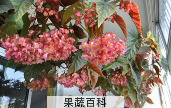 竹节海棠花的养殖方法和注意事项有哪些
