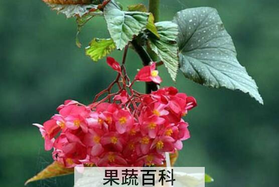 竹节海棠花的养殖方法和注意事项有哪些