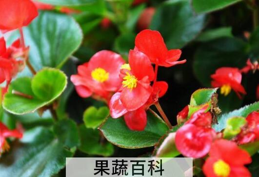 臭海棠花的养殖方法和注意事项有哪些