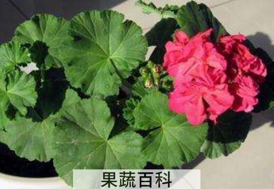 臭海棠花的养殖方法和注意事项有哪些