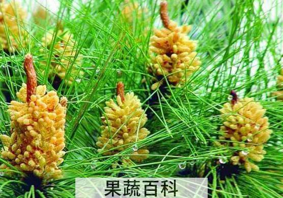 松花粉的副作用与禁忌 常吃松花粉有什么害处